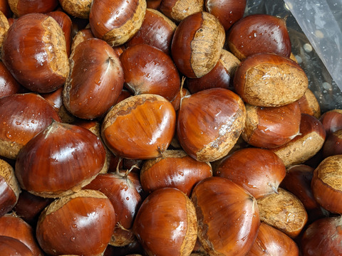 甘ホク増々、熟成小布施産2L〜大栗　小布施栗1kgクール便