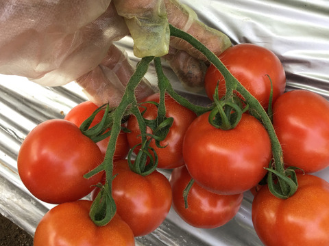 おじいちゃんから引き継いだ30年以上同じ土で育てた栄養たっぷり
まるむのあま〜い中玉トマト 1kg 宅急便コンパクトに入るだけ入れます！