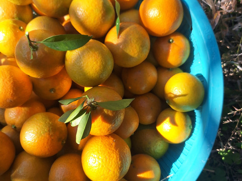 お猿さんから守れ！レスキューたんかん　６キロ