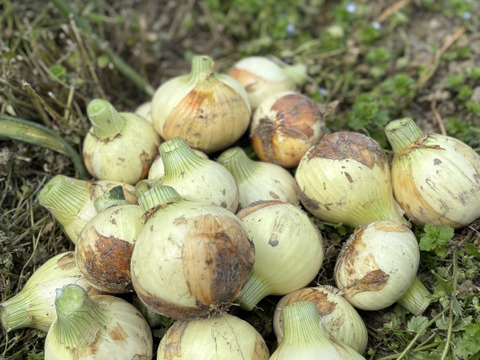 【自然栽培】シャキッ！トロッ！新玉ねぎ5kg