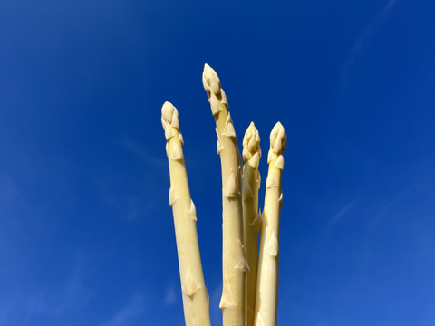 香川県産ホワイトアスパラ「さぬきのめざめ」極細〜Sサイズ1キロ