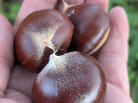 NEW☆彡氷蔵熟成栗かねこさんちの国産焼き栗（3パック）