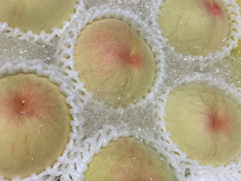 【進物、夏ギフト】岡山白桃♡7品種の中から指定可能約2kg5~8個入り