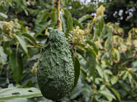 愛情たっぷり特選「愛媛アボカド」約１kg