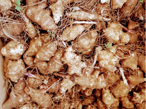 【スーパーフード/自然栽培】皮ごと食べれちゃう！藤沢産きくいも！！　生の菊芋1ｋｇ