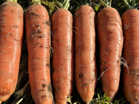やまの畑・冬の野菜セット