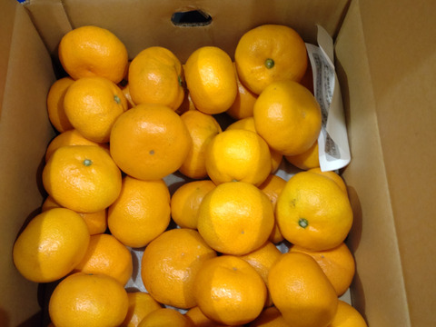 【食べチョクで１番売れてるみかんです！】夕やけみかん（5㎏）（圧倒的人気のみかんです！）