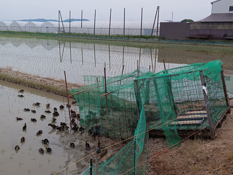 新潟県産コシヒカリかも米20k