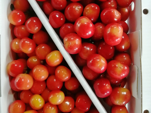 山形県産さくらんぼ　佐藤錦M、Lサイズ１㎏