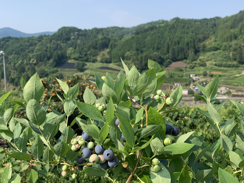 やすこ様専用 星野村産冷凍ブルーベリー4kg 福岡県産 食べチョク 農家 漁師の産直ネット通販 旬の食材を生産者直送