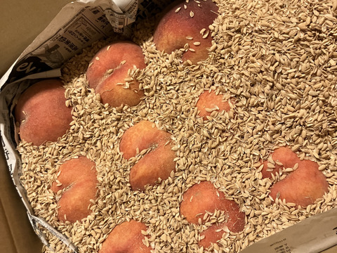 生産農家直送 早生ワッサー 訳ありご家庭用 3kg 長野県産 お盆 お供え