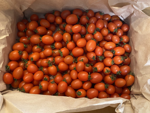 【食べチョク新人賞🏅】やみつきになる甘さ🍅高糖度フルーツミニトマト2Kg