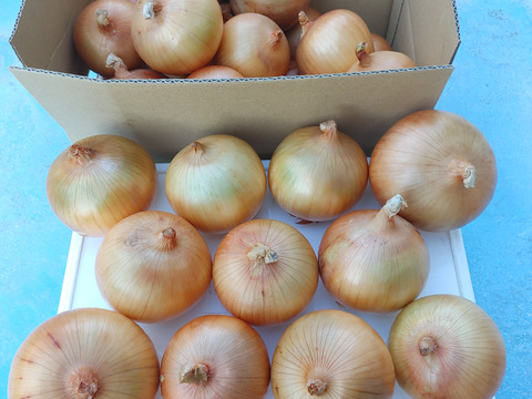 大好評，地層が違う淡路島玉ねぎ、訳ありアンサー(風袋込み5キロ)