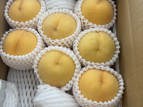 【職人技】黄桃　品種は何が届くかお楽しみ♪3㎏（6-11玉）【夏ギフト】