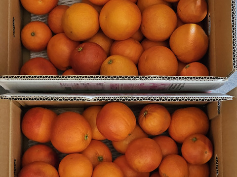 訳ありブラッドオレンジ5㎏