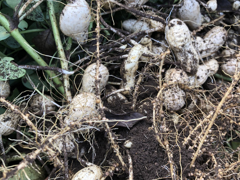 おおまさり生落花生2kg (数量限定)※農薬化学肥料不使用