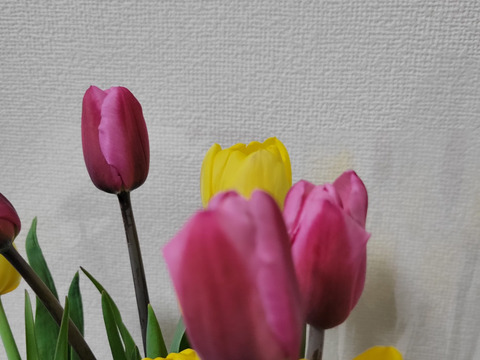 [期間限定]季節の花[チューリップ]切花2色入り(10本)