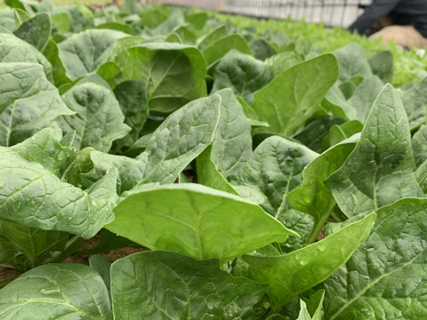 大容量！瑞々しい！葉物野菜　3品目以上計15袋