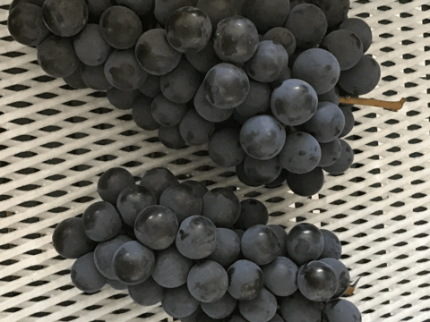 わたしにご褒美！甲斐キング（ご自分用600g）：山梨県産の甲斐