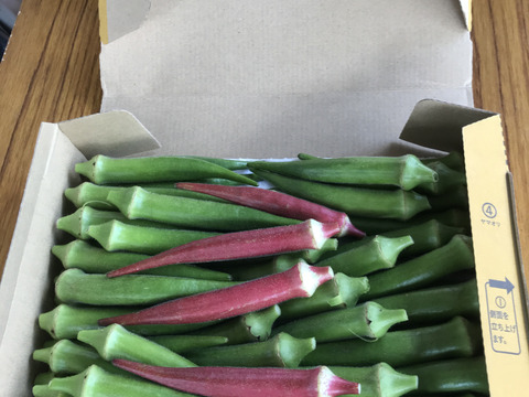 わんぱく農法で作った‼️甘々ネバネバ丸オクラ(600g)
