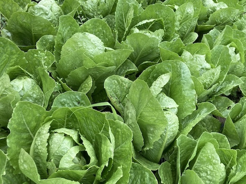 しゃきしゃき【ロメインレタス】250g前後を３株