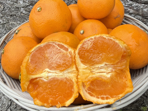 【訳ｱﾘ小玉！】【濃厚でジューシー♪】🍊希少品種 せとか 約７kg🍊とろける濃厚甘み！果汁じゅわっ 【柑橘の大トロ／離島育ち】