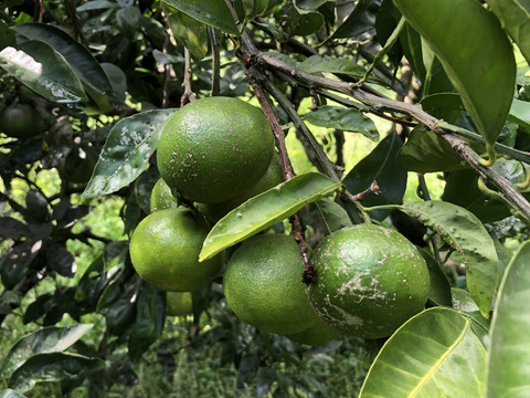 熊本発農薬不使用🍊　極早生みかん  2kg サイズフリー　お試し　運賃割安