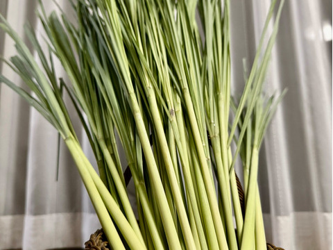【沖縄県産、摘みたて出荷】レモングラス500g