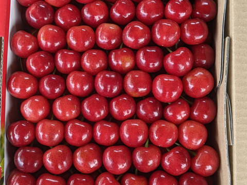 さくらんぼ贈答品1kg