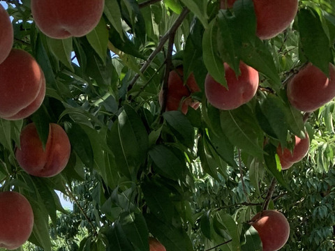 【限定お試し価格‼︎】品種お任せ‼︎6〜8玉‼︎あかつき、川中島、約1.5kg〜