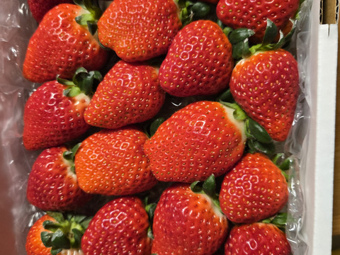 完熟よつぼし☆（ご家庭用・約530g×2箱）