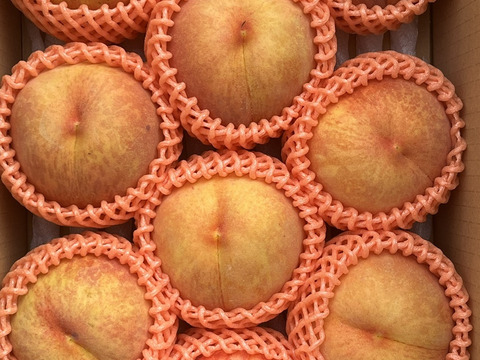 すぐ発送❗️希少な桃！果汁たっぷり！ゴールデンピーチ 信州産 3kg（7～11個）