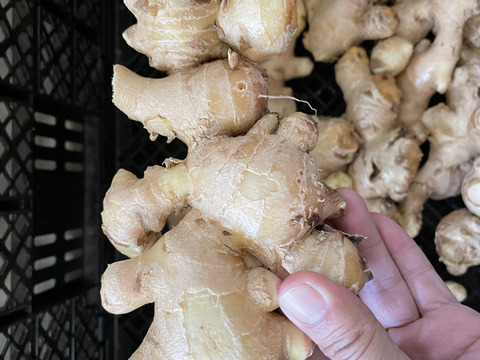 予約販売有機栽培　しょうが　5kg 大分県産！料理との相性抜群！