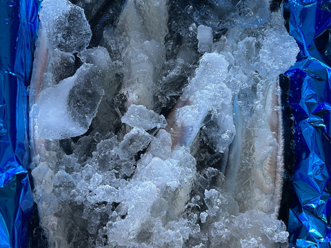 船上詰め秋刀魚10尾