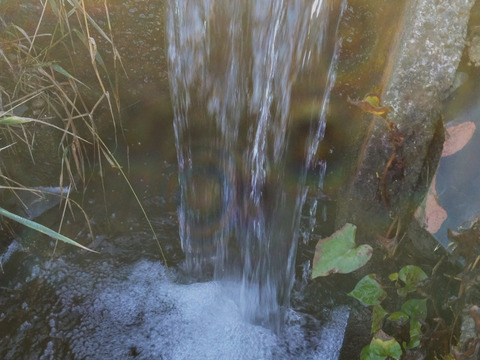 【令和6年新米】特別栽培米　新潟県産コシヒカリ　玄米５㎏