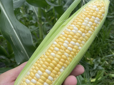 早朝収穫！　スイートコーンカクテル　とうもろこしバイカラー　約350g  8本