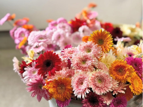 【20本】２等品わけありガーベラ (40cm)