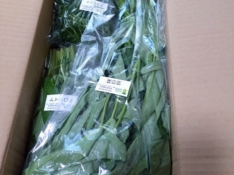 信州冬野菜セット【10品目】