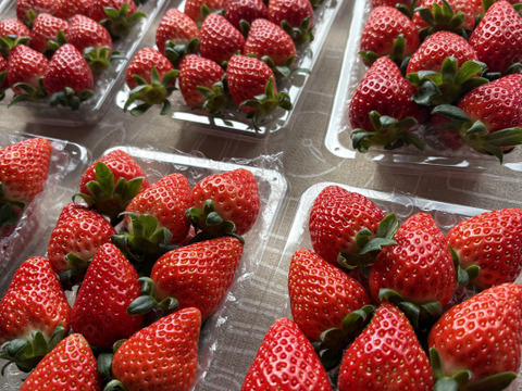 【初摘み】いちご中身おまかせ8パック 【よつぼし】【おいCベリー】【やよいひめ】から収穫開始次第、品種(1から2品種)とサイズは、おまかせでお届け‼︎ 朝採りをその日のうちに発送します(^^)