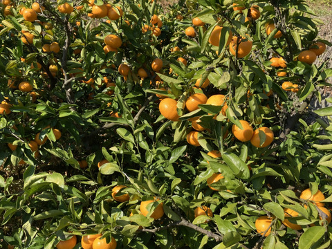 【濃厚・絶品】糖度16度以上の完熟極小玉ミカン『ぱっくん　仙ちゃん』　3kg