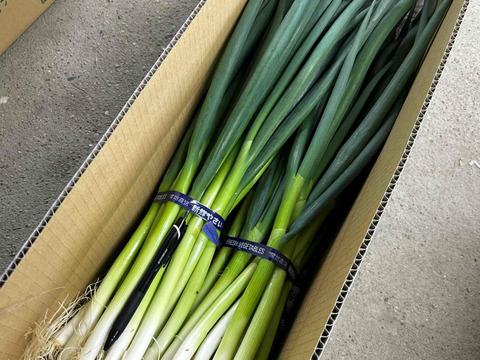 ★★売れてます★★　京都･山城　京野菜「山城のねぎ」1kg