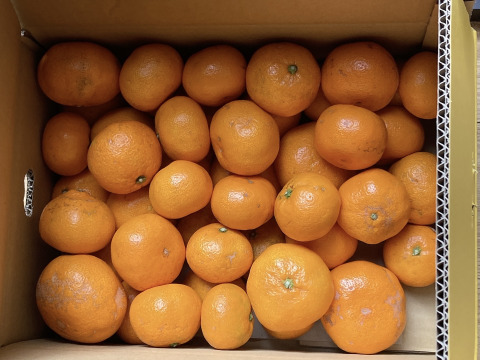 【訳あり】濃厚なコクと酸味がおいしい！有田みかん★自家製堆肥栽培★定番5kg★和歌山★