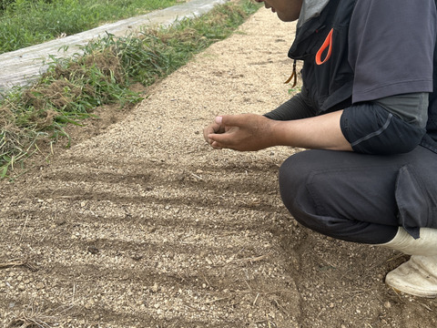 【箱いっぱいにお届け！】農薬不使用キラピカ旬野菜BOX11〜12品、朝穫れ農の島＊大三島＊よりお届け！