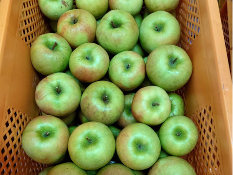 すぐ発送！希少品種　グラニースミス箱込10.5キロ　家庭用訳あり　農薬半減栽培で安心安全！