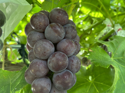 【家庭用】美味しさをぎゅっと！濃厚黒ぶどう　藤稔1kg(2~3房)