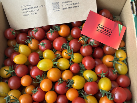 【年間1万人以上が訪れるトマト農園】3色ミニトマト