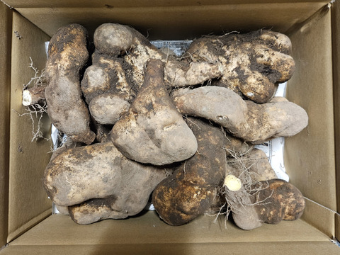 【大豊作】粘りが強く味が濃い大和芋　
畑で冬を越して味が濃くなっています
5kg