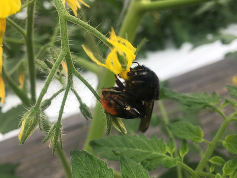 ハチが交配した完熟ミニトマト