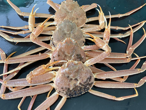 【数量限定】秋田県にかほ市産本ズワイガニ　3〜5匹で1キロ