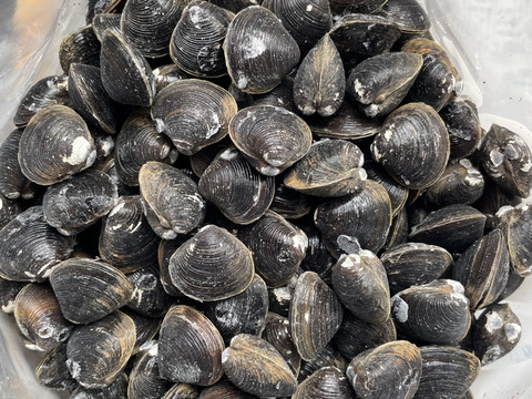 でっ貝！16mm前後のしじみ！お得な！十三湖産大和しじみパラパラ冷凍！3kg ！GW価格！！